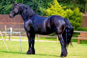 A large, muscular black horse stands on grass in a fenced outdoor area with trees and a bench in the background. The horse’s coat is glossy and its mane and tail are long and flowing.