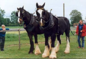 Two large black and white Shire horses with feathered hooves stand side by side in harnesses on grass. A man in a red jacket holds their reins, whilst a young boy leans on a wooden fence nearby. Trees and fields are in the background.