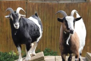 Two goats with curved horns stand on a wooden structure outdoors. One goat is mostly black with white patches, whilst the other has a mix of brown, black, and white fur. A wooden fence is in the background.