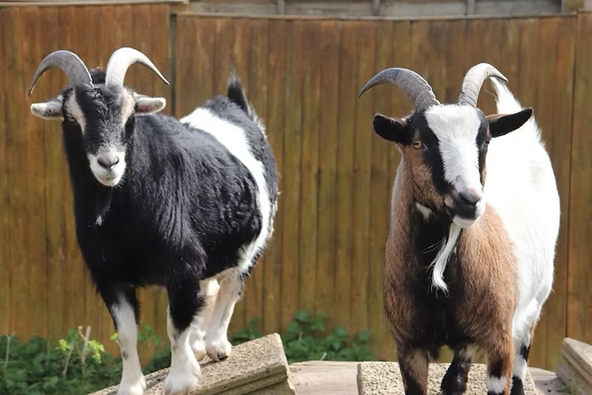Two goats with curved horns stand on a wooden structure outdoors. One goat is mostly black with white patches, whilst the other has a mix of brown, black, and white fur. A wooden fence is in the background.