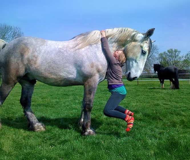 A person wearing colourful striped socks hugs the neck of a large grey horse in a grassy field, while another horse stands in the background under a clear blue sky.