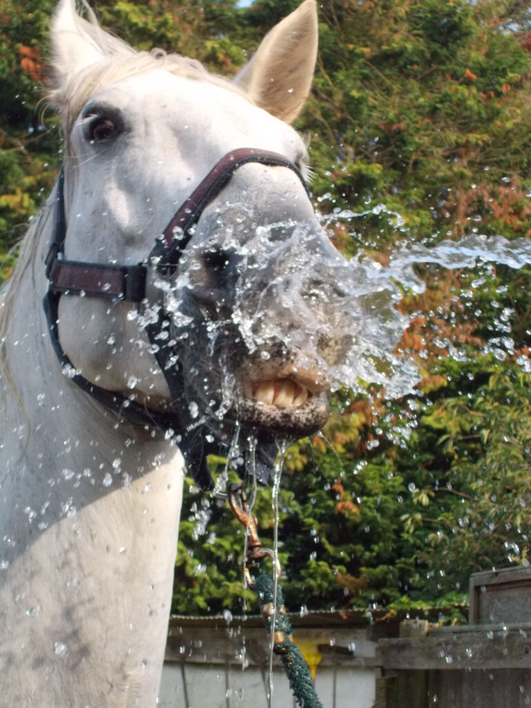 A close-up of beloved Bosun, a white horse wearing a headcollar, as water splashes onto his nose and mouth, droplets frozen in mid-air. Green foliage and a wooden fence blur softly in the background—a tender farewell moment.