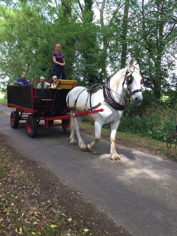 A large white horse pulls a red and black cart with several people riding in it along a tree-lined country road on a sunny day, sharing heartfelt laughter as they bid farewell to the countryside.