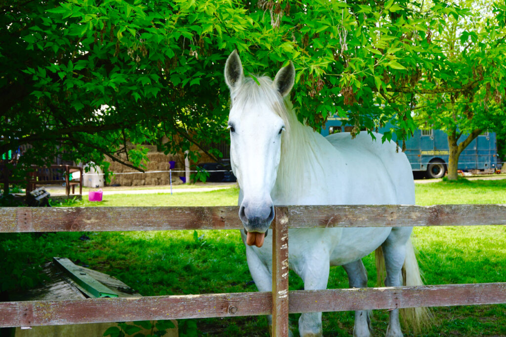 A white horse named Bosun with its tongue out stands behind a fence, bidding a playful farewell.