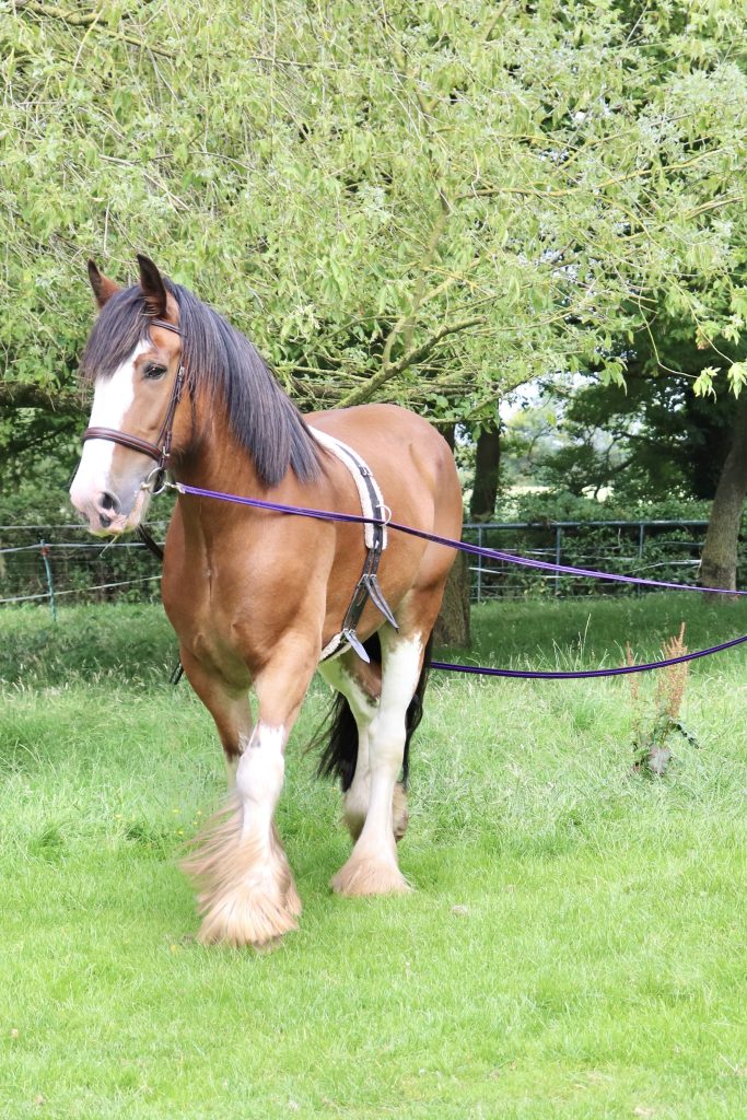 A horse walking on a lead.