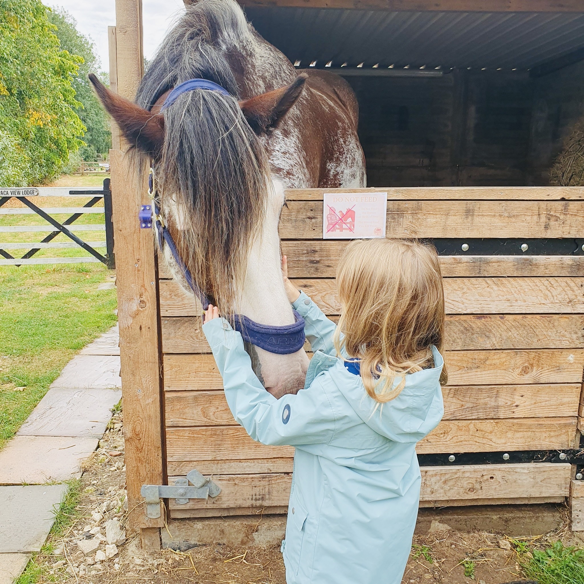 A young child in a light blue jacket gently pets the nose of a horse standing in a wooden stable, with green grass and trees visible in the background.