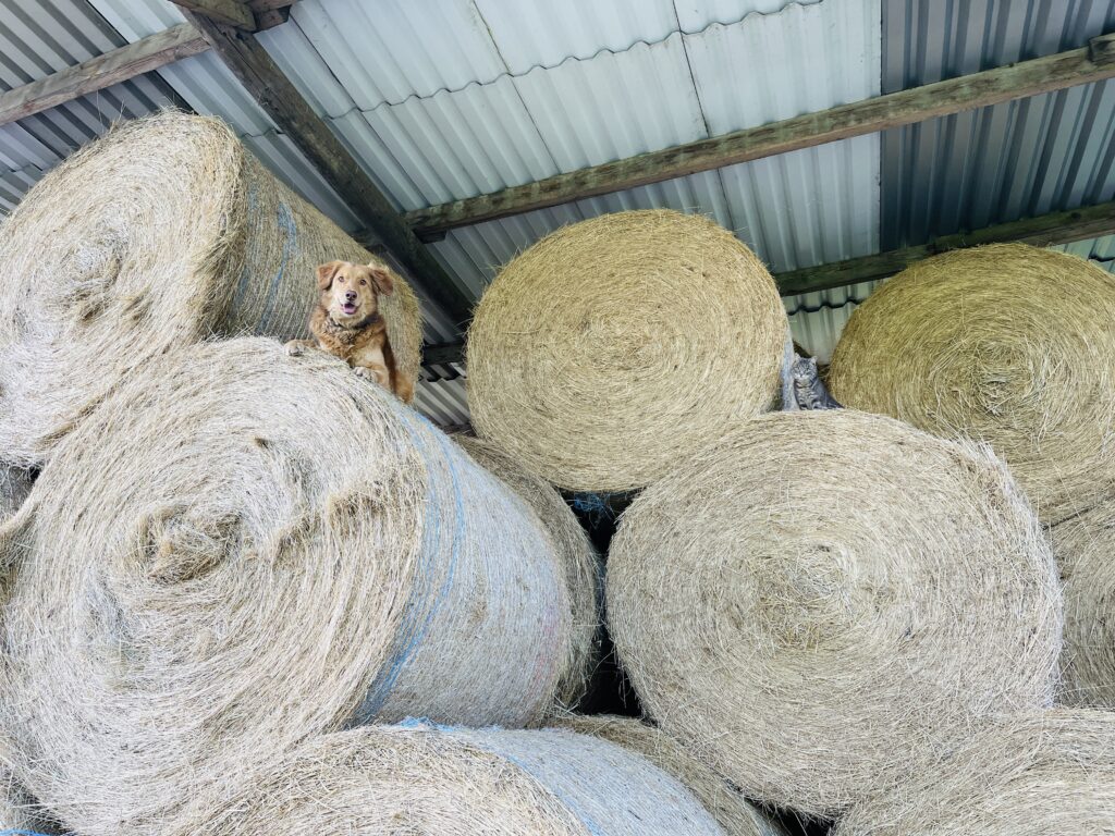 A brown dog sits atop a stack of large round hay bales under a corrugated metal roof in a barn, radiating quiet hope as if waiting to deliver a heartfelt Christmas message.