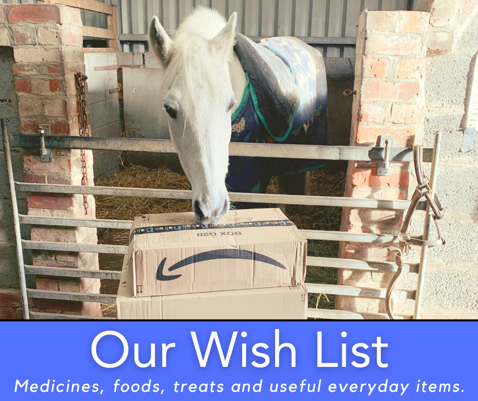 A white horse stands in a stable behind a metal gate, looking at a cardboard Amazon box. The text below reads, Our Wish List: Medicines, foods, treats and useful everyday items.