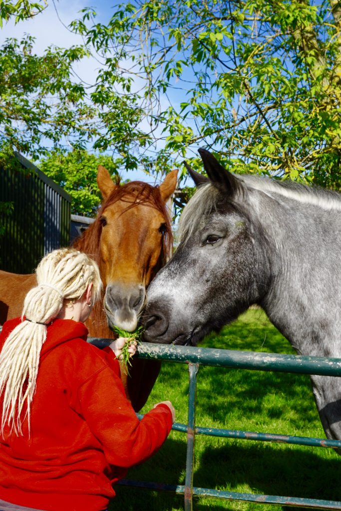 A person with blond dreadlocks in a red hoodie feeds two horses, one brown and one grey, over a metal gate in a green field with trees and blue sky in the background.