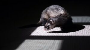 A ferret with dark fur is sniffing the floor, standing in a patch of sunlight surrounded by shadow on a textured surface—perfect for a beginners' guide to observing animal behaviour, much like caring for goats.