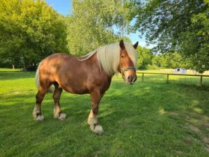 A brown draught horse with a long, light-blond mane stands on green grass in a sunny, tree-filled paddock, casting a shadow on the ground.