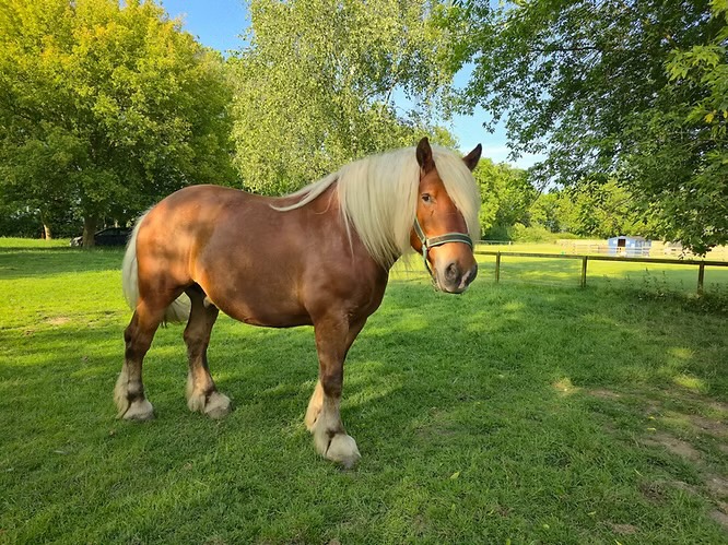 A brown draught horse with a long, light-blond mane stands on green grass in a sunny, tree-filled paddock, casting a shadow on the ground.