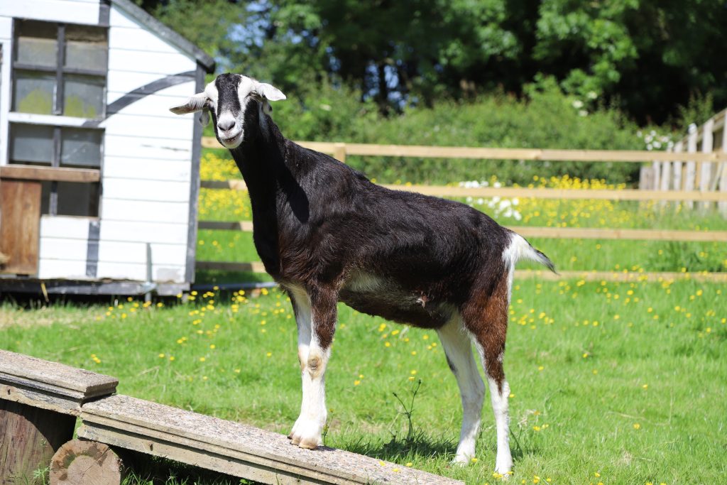 A black and white goat stands on a wooden ramp in a grassy field, with a small white shed and wooden fence in the background on a sunny day.