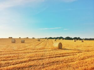 A sunny field with golden hay bales scattered across harvested farmland under a blue sky, offering a sense of hope and serenity, with a line of distant trees on the horizon.