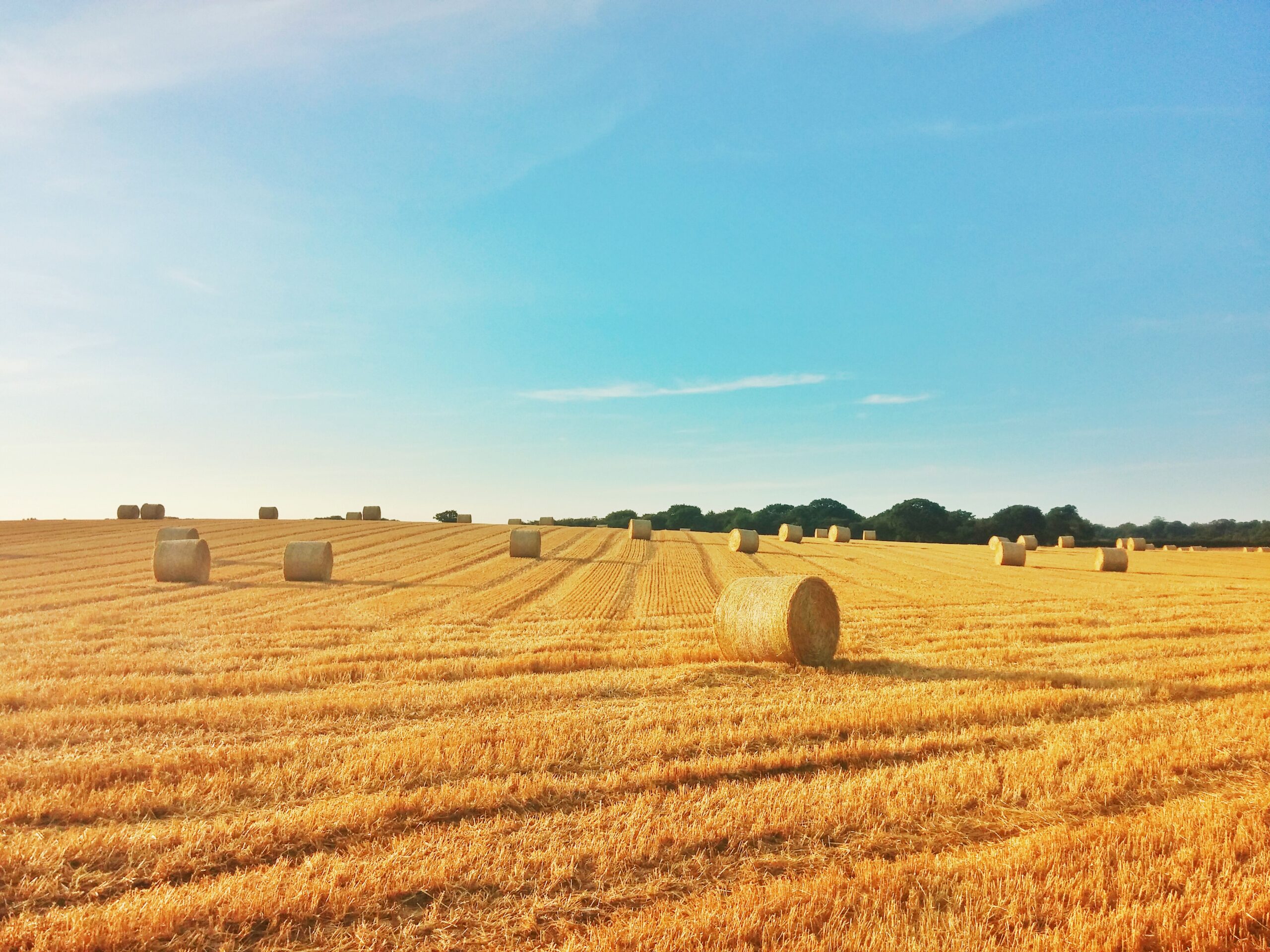 A sunny field with golden hay bales scattered across harvested farmland under a blue sky, offering a sense of hope and serenity, with a line of distant trees on the horizon.