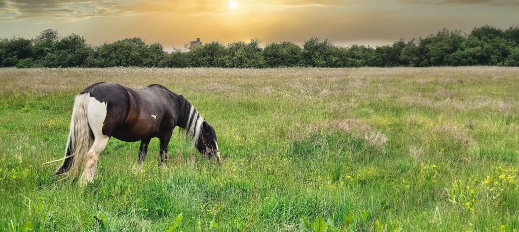 A black and white horse grazes in a lush green field with wildflowers, under a golden sunset sky, with a line of trees in the background.