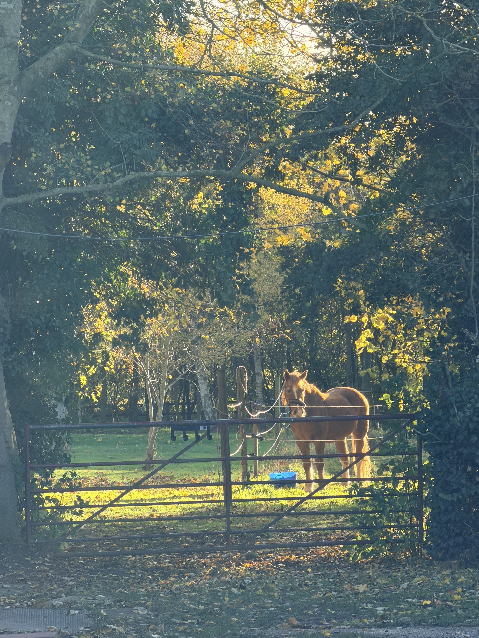 A brown horse stands behind a metal gate in a sunlit, leafy field, surrounded by trees with green and yellow foliage. A blue bucket rests on the ground nearby.