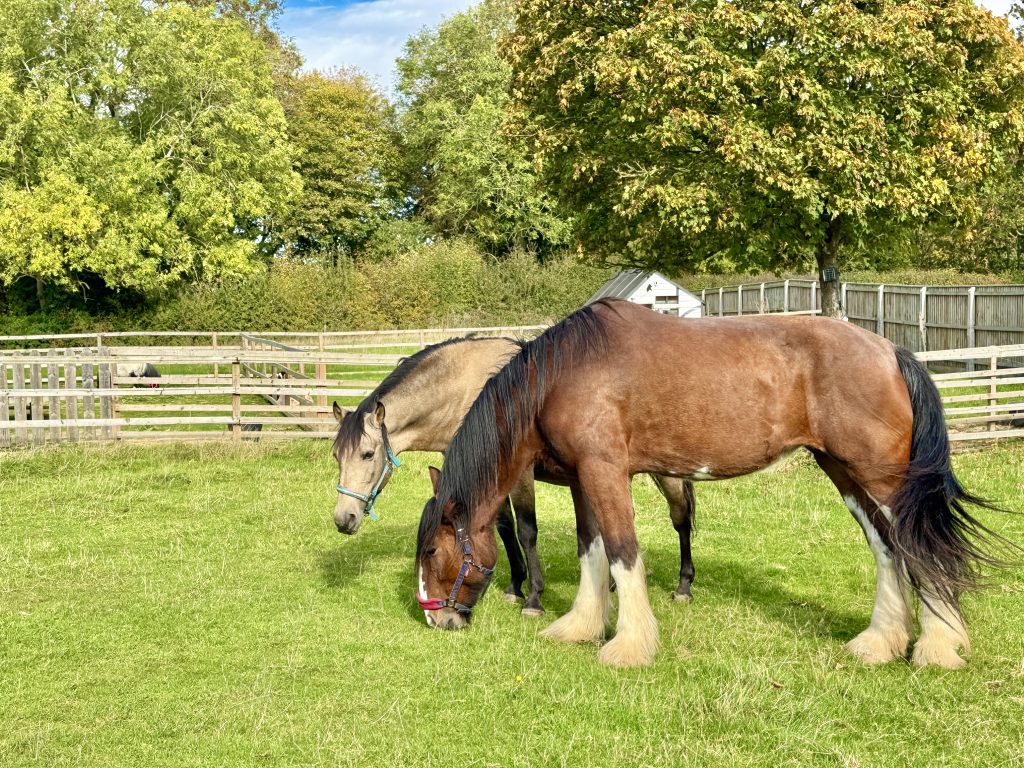 Two horses are grazing in a green paddock enclosed by wooden fences, with trees and a small white shed in the background under a partly cloudy sky.