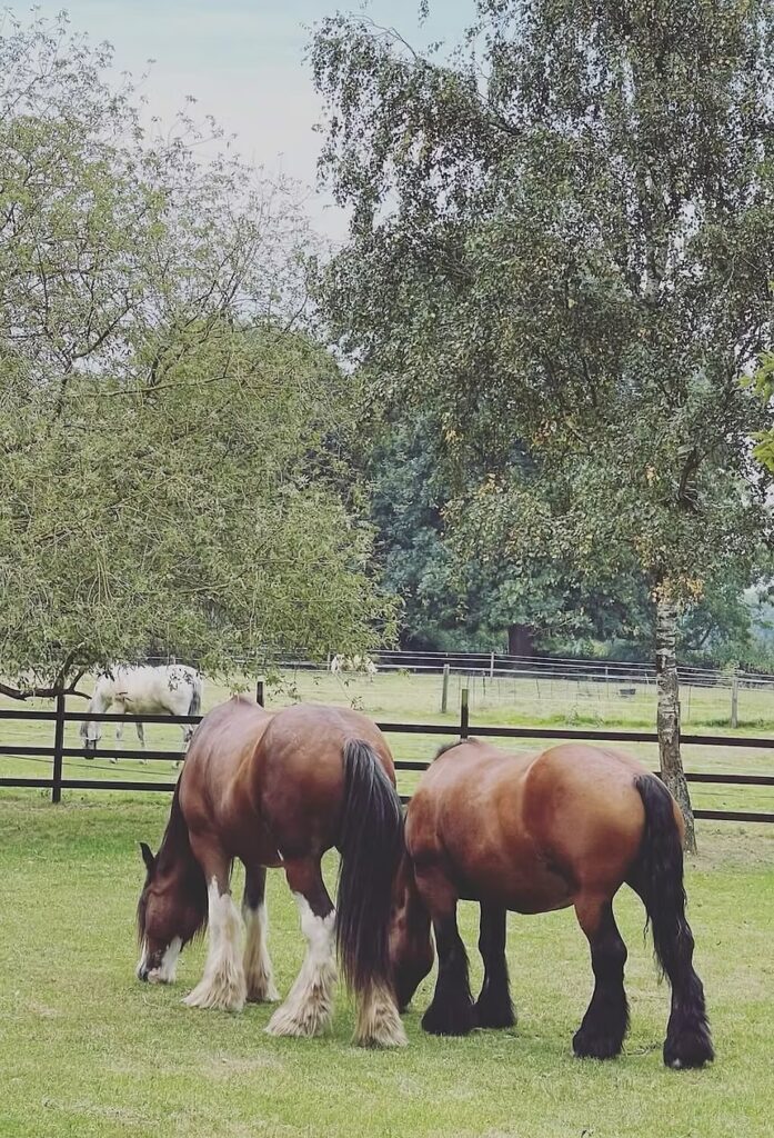 Two brown horses with long, shaggy white and black manes and leg hair graze on green grass in a fenced paddock, with trees and another horse visible in the background.