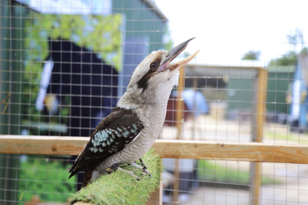 A kookaburra with a brown and white body and blue wing feathers perches on a green, grass-covered bar inside a wire cage, its beak open as if calling. The background reveals a blurry outdoor scene.