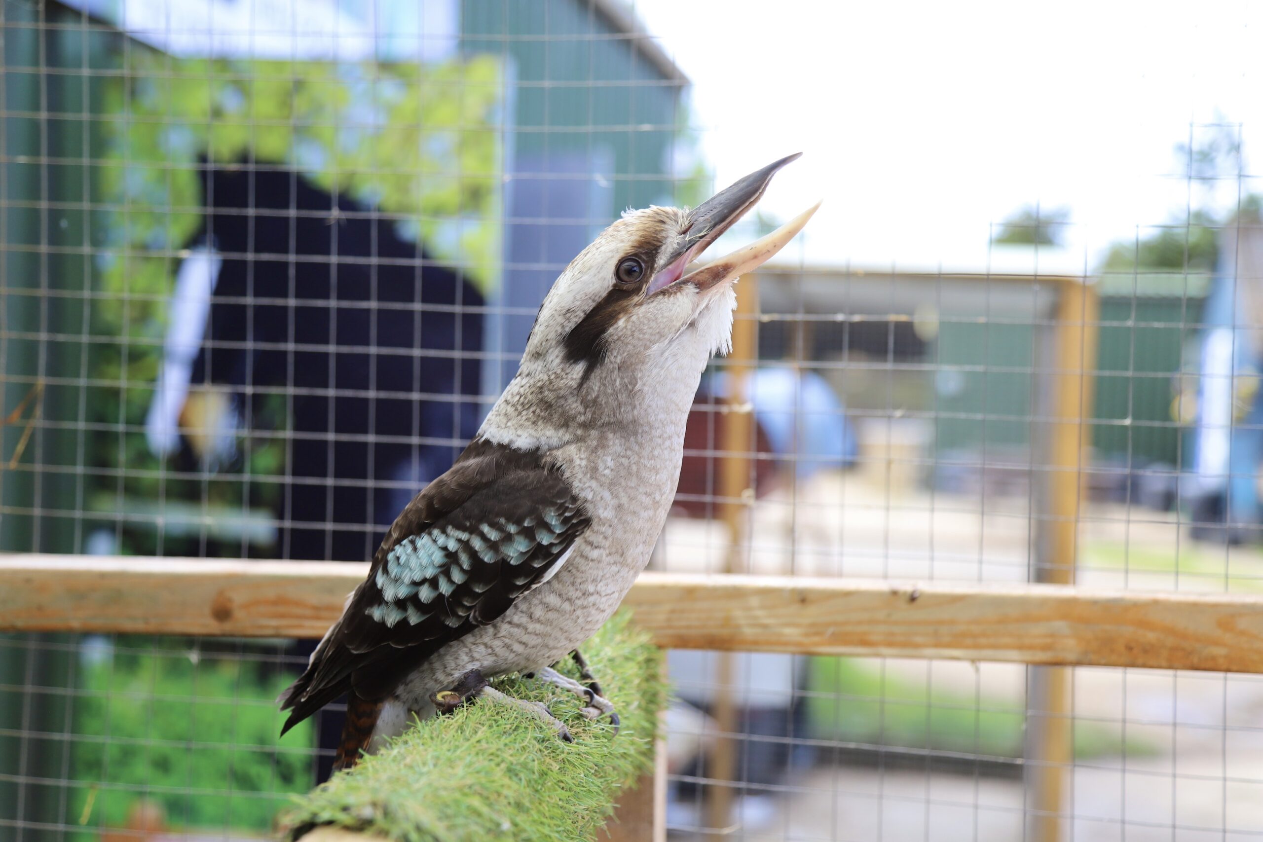 A kookaburra with a brown and white body and blue wing feathers perches on a green, grass-covered bar inside a wire cage, its beak open as if calling. The background reveals a blurry outdoor scene.
