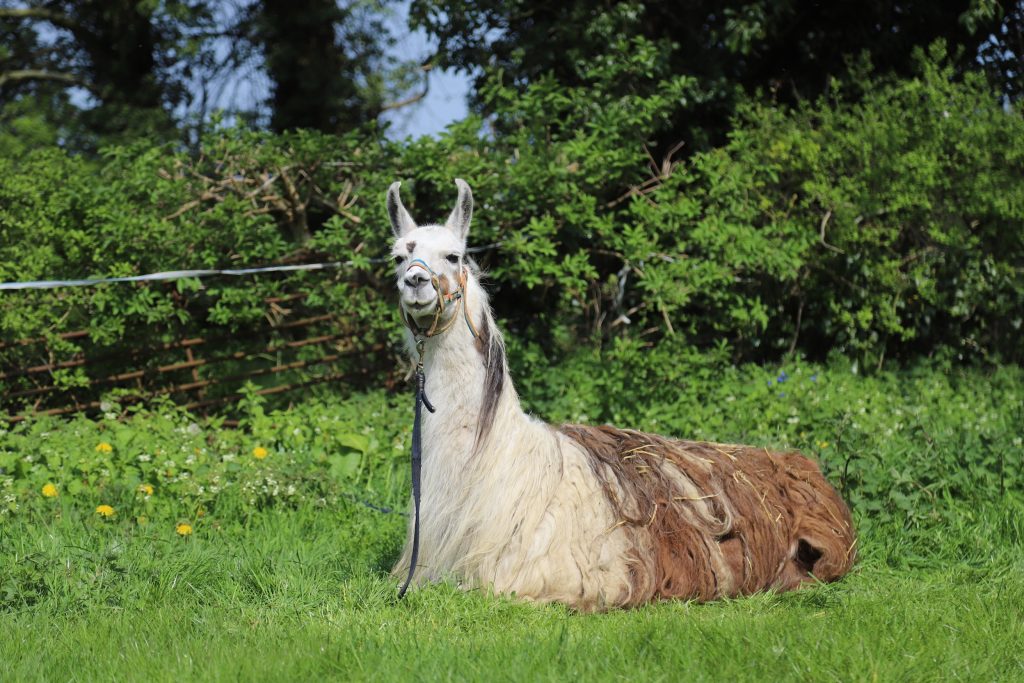 A llama peering over a bush, as if to say thank you for your donation.
