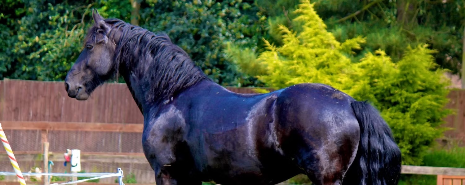 A shiny black horse with a muscular build stands outdoors in a fenced area, surrounded by greenery and trees.