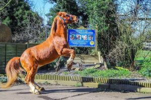 A brown horse rearing up on its hind legs in front of a fenced area with a blue welcome sign and trees in the background on a sunny day.