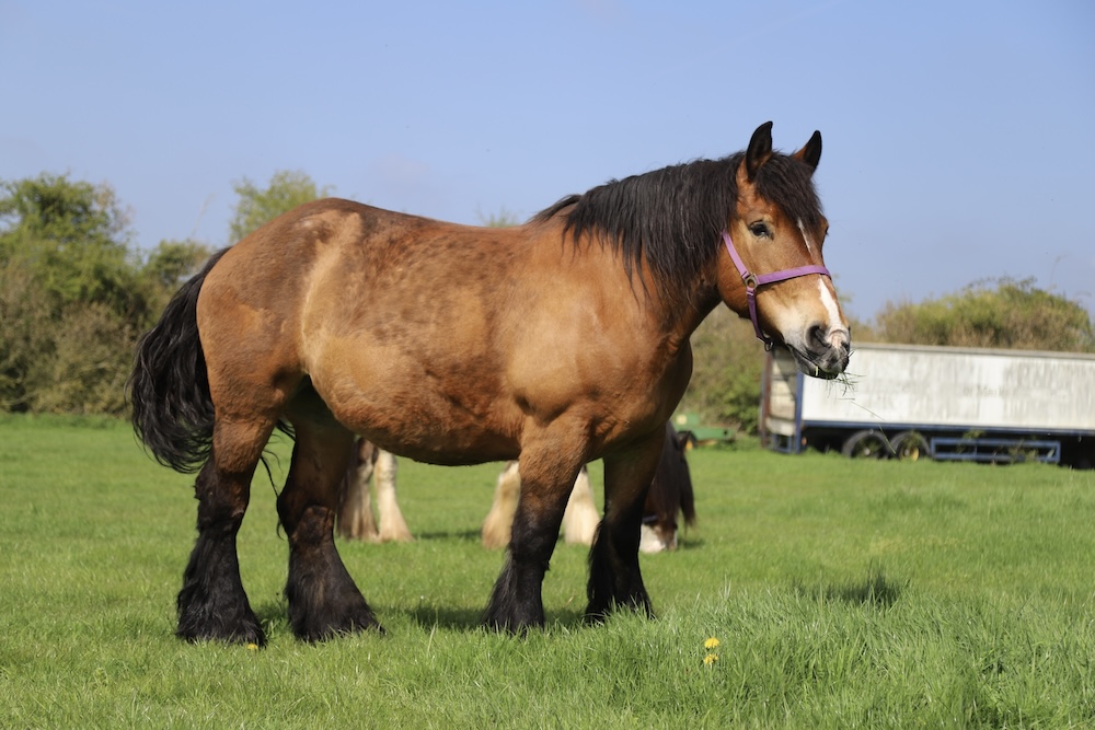 A large brown draught horse with a black mane and tail stands on green grass in a field, wearing a purple headcollar. Behind it, Nutty's Equine Hospital’s white trailer and trees are visible under a blue sky, ready for any emergency.