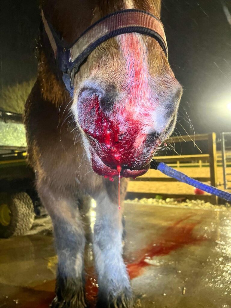 A close-up of a horse's nose and mouth, bleeding heavily with blood dripping down its muzzle and pooling on the ground. The horse, wearing a headcollar, stands on a wet surface at night—an emergency scene outside Nutty's Equine Hospital.