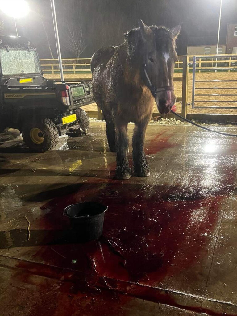 A wet horse stands in a well-lit stable area at night outside Nutty's Equine Hospital. A black bucket and a large reddish liquid spillage are on the wet concrete floor nearby, whilst a utility vehicle is parked to the left.