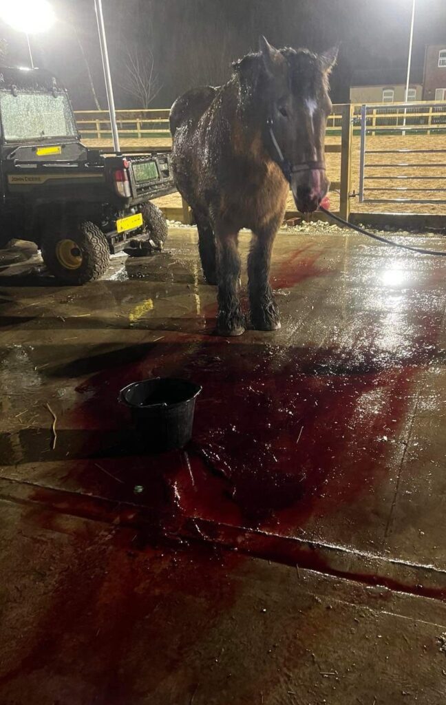 A wet horse stands on a concrete floor stained with a large pool of red liquid beside a black bucket, under bright lights at night in a fenced outdoor area—an intense scene at Nutty's Equine Emergency, with a utility vehicle parked nearby.