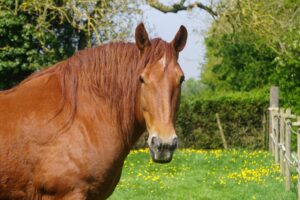 A brown horse with a long mane stands in a grassy field dotted with yellow flowers, surrounded by green trees and a wooden fence on a sunny day.
