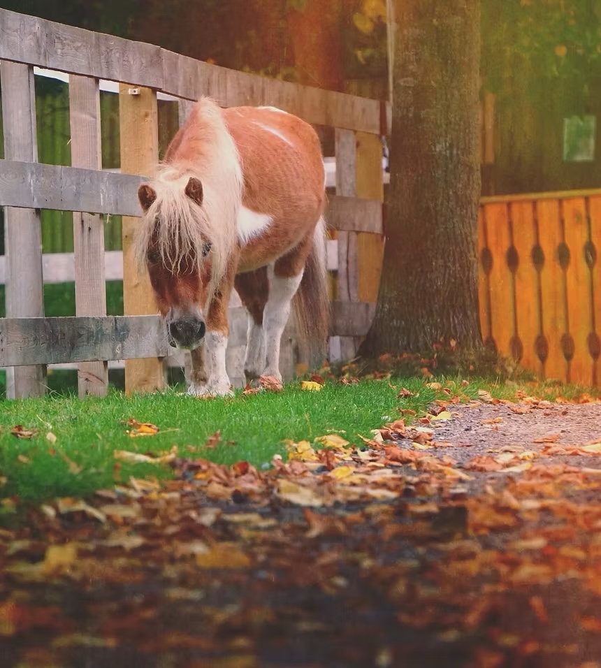 A small brown and white pony grazes on green grass near a wooden fence, with autumn leaves scattered on the ground and sunlight filtering through trees.
