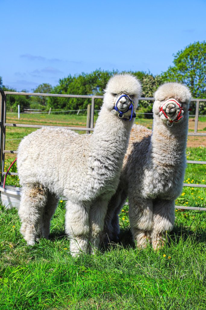Two fluffy alpacas with light-coloured fur stand on green grass near a fence. One wears a blue headcollar, and the other a red headcollar. Trees and a bright blue sky are in the background.