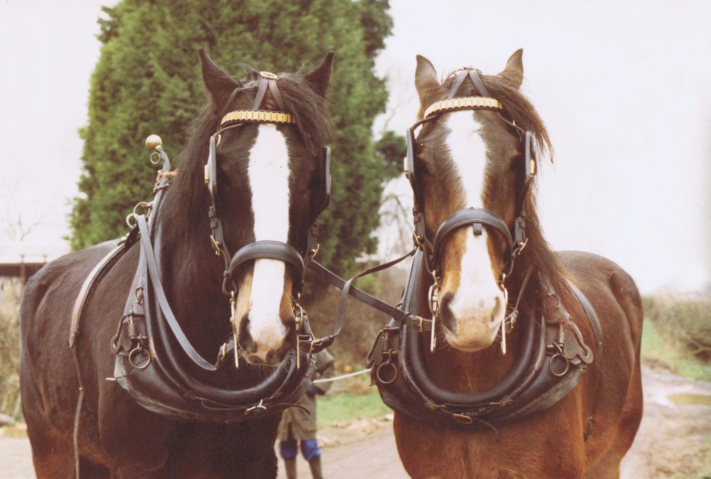 Two brown horses with white face markings stand side by side, wearing black harnesses and brass headpieces, in an outdoor setting with greenery in the background.