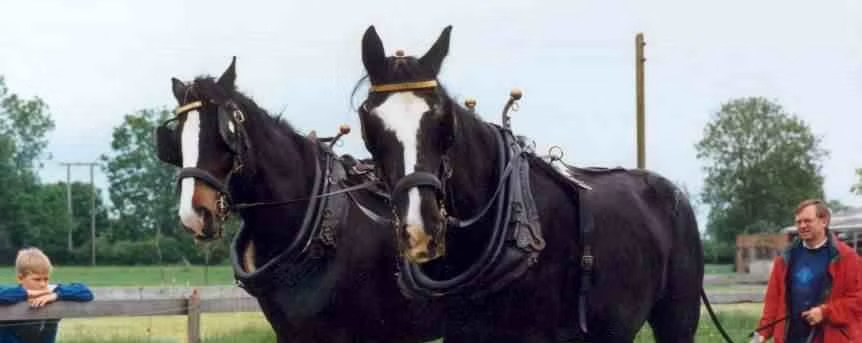 Two large black horses, Goliath and Wandle, stand side by side in harnesses in a field. A young boy leans on a wooden fence to the left while a man in a red jacket stands to the right. Trees and grass form the peaceful background.
