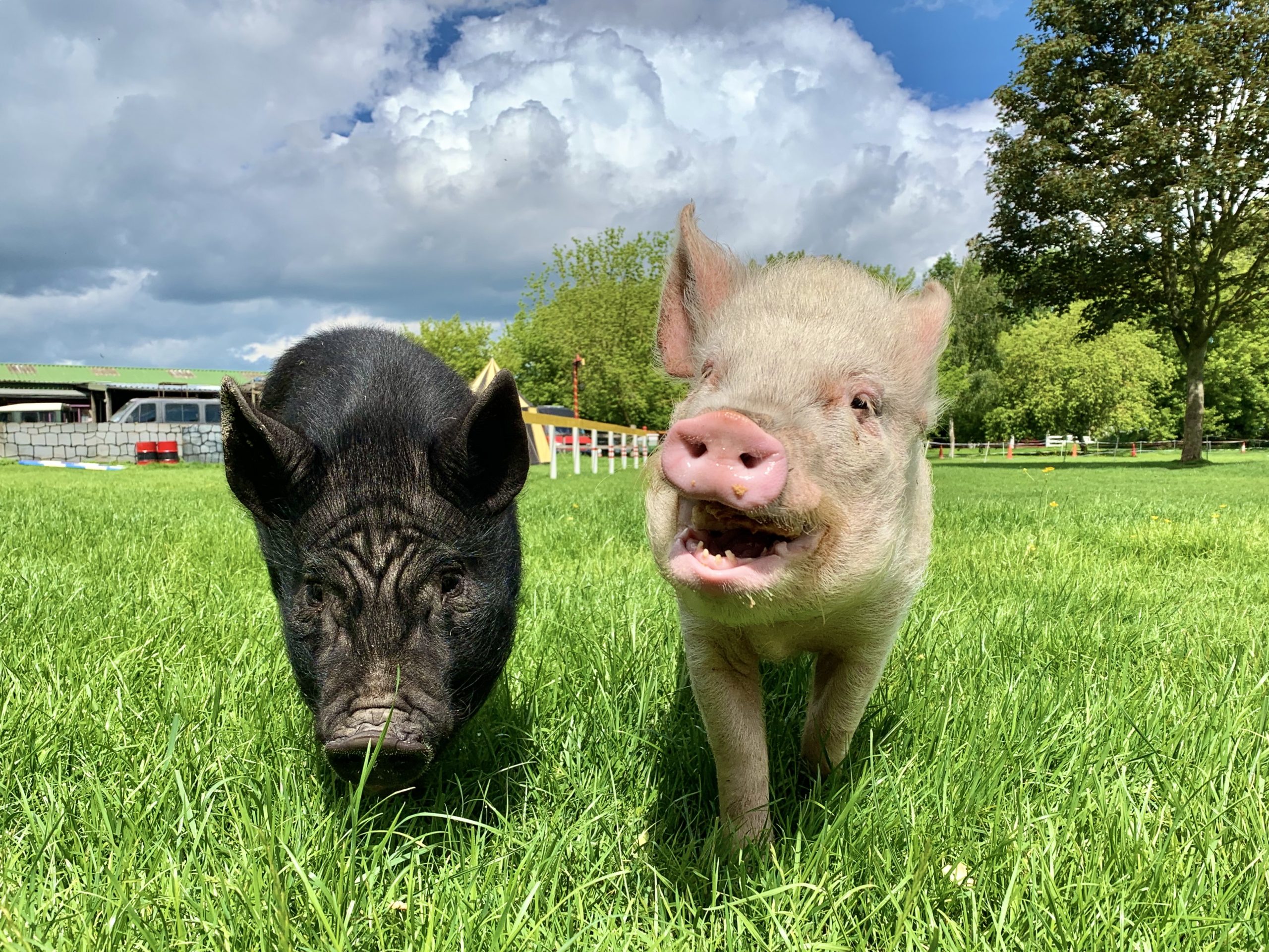 Two pigs, one black and one pink, stand side by side on green grass in a sunny park with trees and a cloudy blue sky in the background.