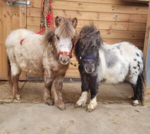 Two small ponies, including a spotted miniature horse, stand side by side in front of a wooden stable wall. One is tan with a red headcollar; the other, black and white with spots, wears blue. Both have fluffy coats and shaggy manes.