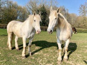 Two cream-coloured heavy horses with light manes stand side by side on a grassy field, while a brown horse grazes in the background under a clear blue sky. Perfect for those interested in horse care or seeking a beginners' guide to these gentle giants.