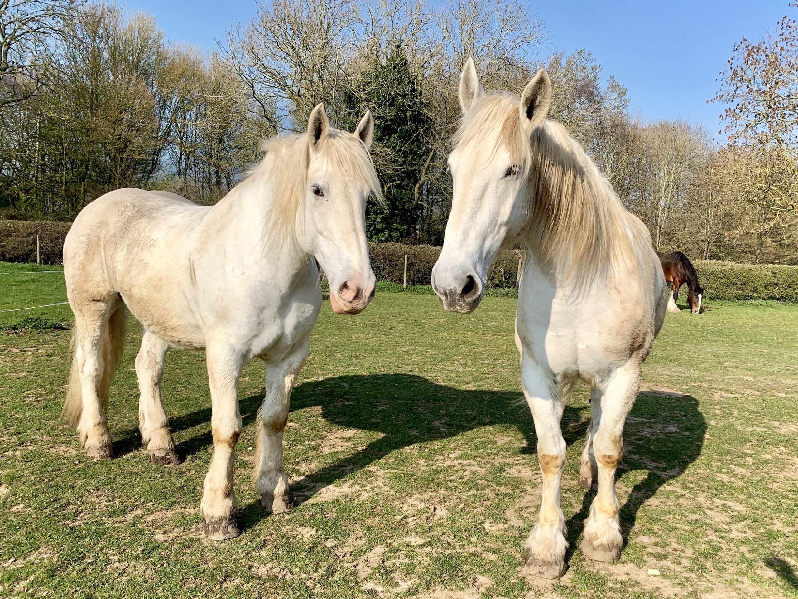 Two cream-coloured heavy horses with light manes stand side by side on a grassy field, while a brown horse grazes in the background under a clear blue sky. Perfect for those interested in horse care or seeking a beginners' guide to these gentle giants.