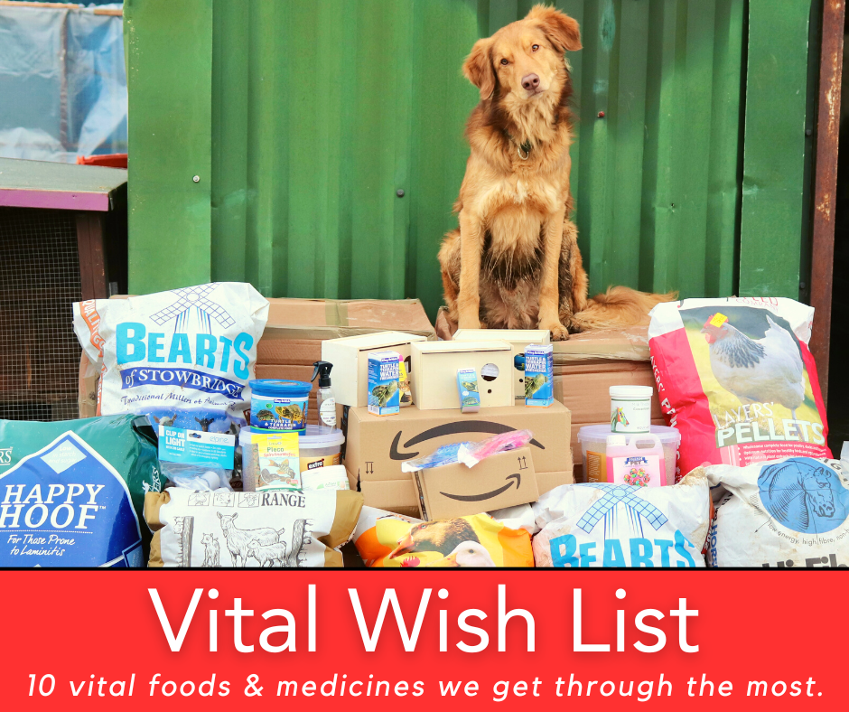A brown dog sits among bags of pet food, medicine, and supplies in front of a green wall. Text reads: Vital Wish List—10 vital foods & medicines we get through the most.