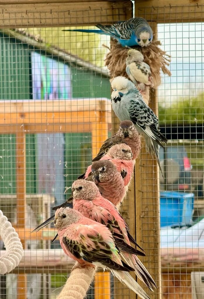 Several small birds perch closely together in a line on a rope inside an aviary, with four pinkish birds in the foreground and three blue or white birds on a higher perch and nest in the background.