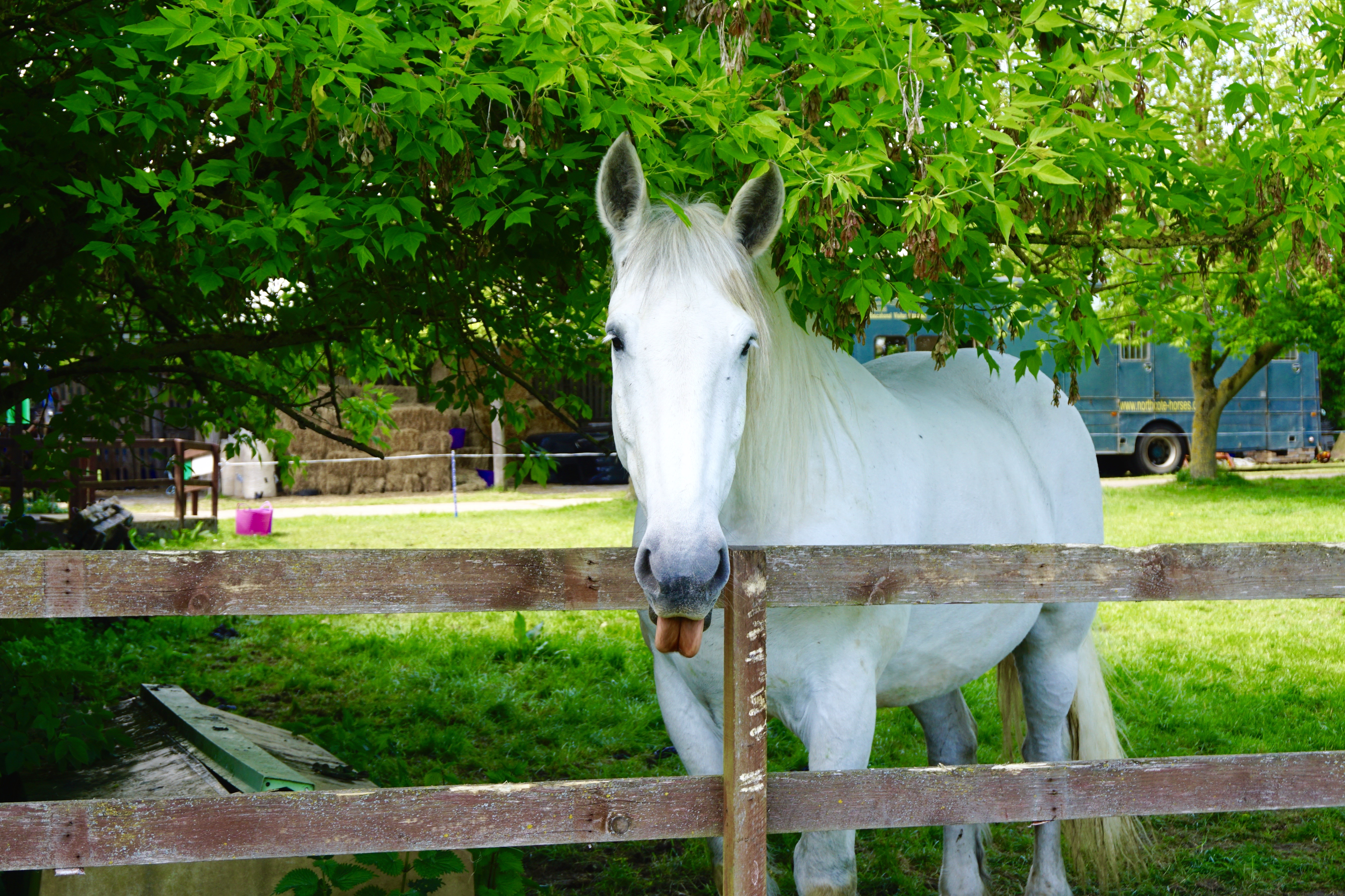 A white horse stands behind a wooden fence, sticking its tongue out, with green trees and grass surrounding it on a sunny day.