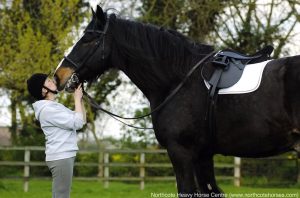 A person wearing a helmet stands on grass, gently kissing the nose of a large black horse with a white saddle—perhaps sharing a moment after cricket practice—in an outdoor paddock with trees in the background.