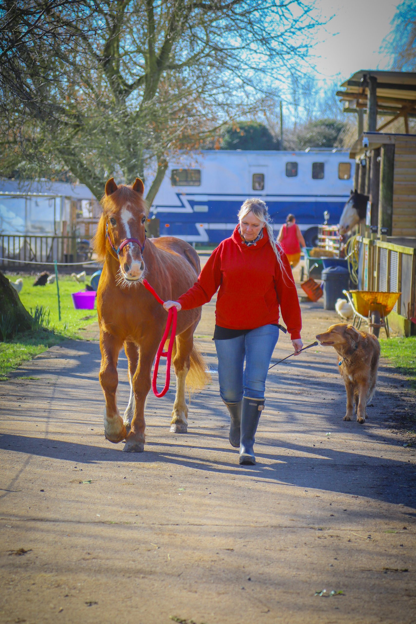 A woman in a red jumper walks beside a brown horse and is followed by a golden retriever on a sunny day at a farm, with stables, trees, and various farm items in the background.