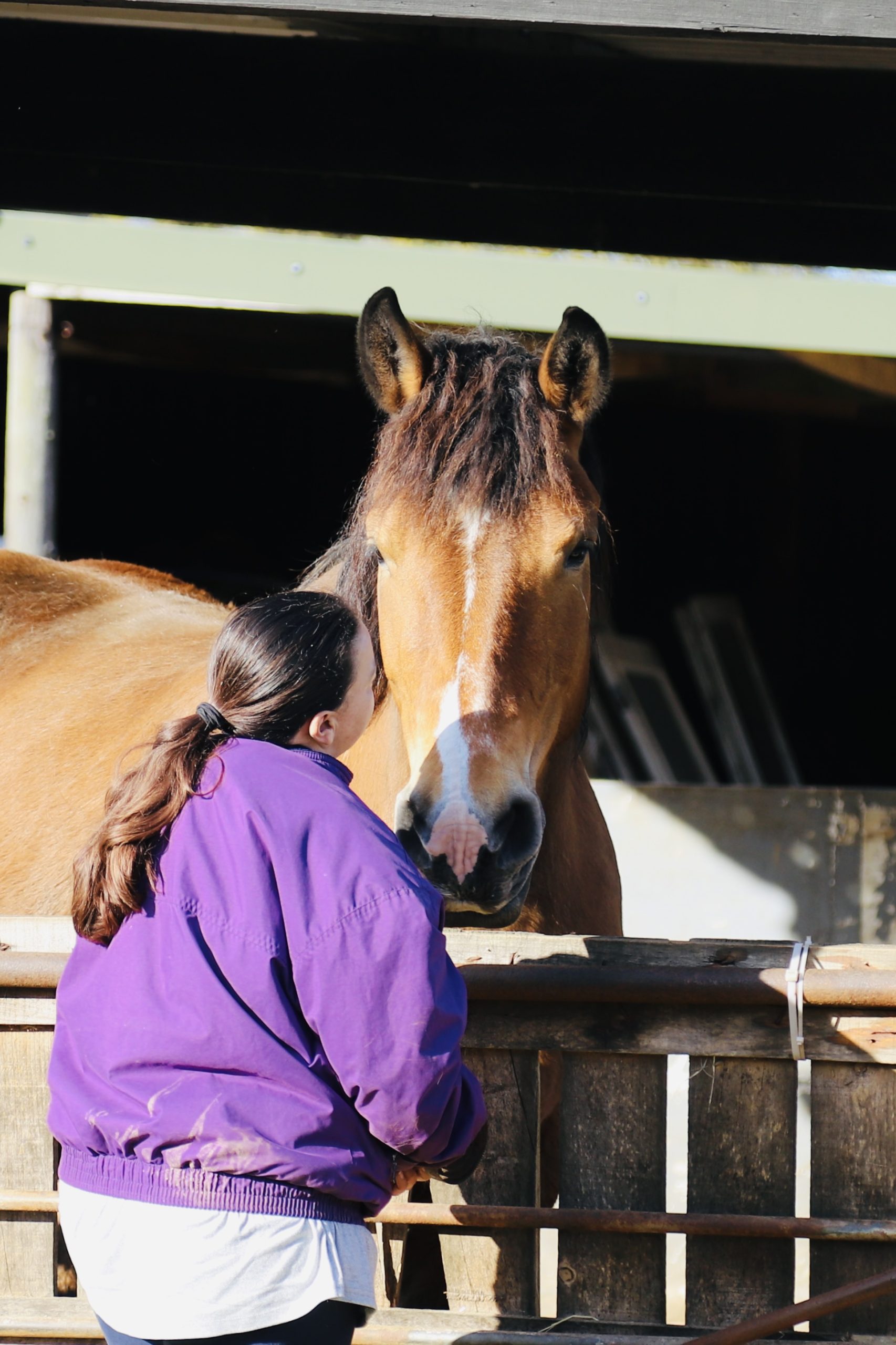 A person with long dark hair in a purple jacket stands next to a brown horse, facing it closely by a wooden fence in a sunlit outdoor setting.