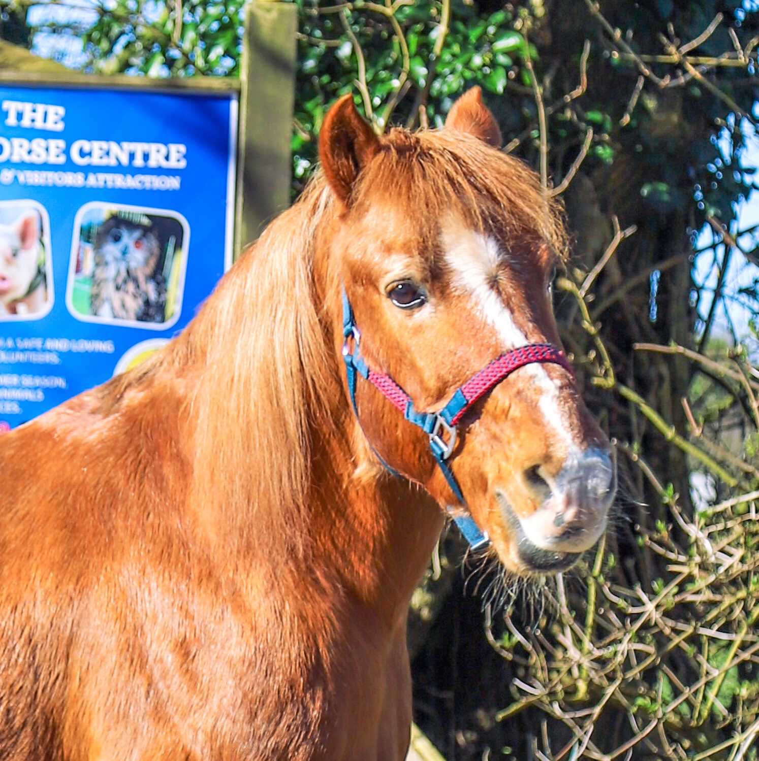A brown horse with a white blaze on its face stands outdoors, wearing a purple headcollar. In the background, a blue sign reads HORSE CENTRE and trees with bare branches are visible.