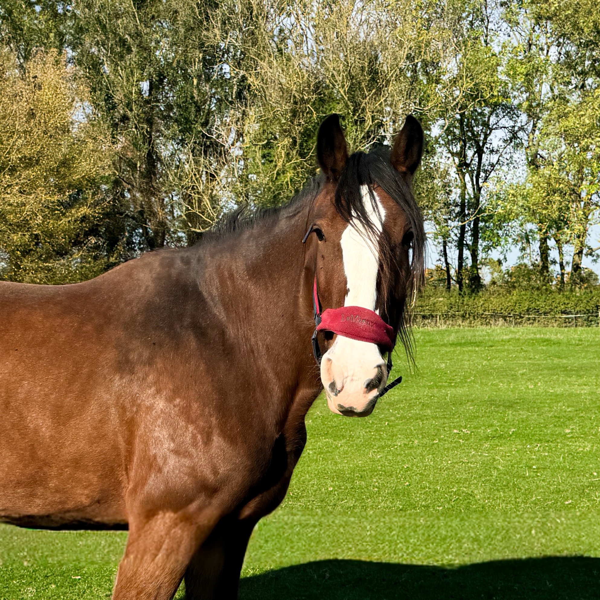 A brown horse with a white blaze on its face stands on green grass, wearing a red headcollar. Trees with green leaves are in the background under a clear sky.
