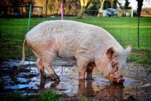 A large pink pig, Onion the Pig, stands in a muddy puddle on grassy ground, its snout close to the water. A fence and trees are seen in the background under daylight—a heartfelt farewell to Onion.